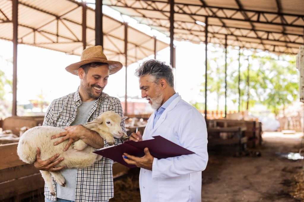 Veterinarian and Farmer Examining Lamb in Barn